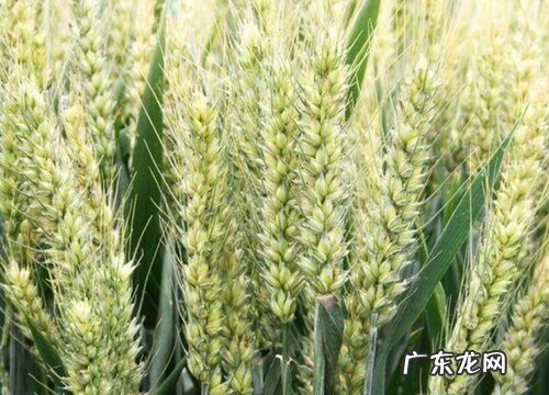 陕北小麦苗新品种排行榜 陕西高产小麦品种有哪些