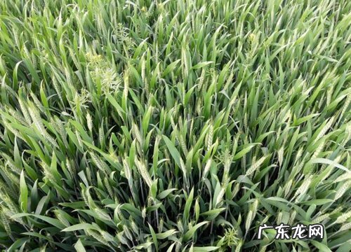 陕北小麦苗新品种排行榜 陕西高产小麦品种有哪些