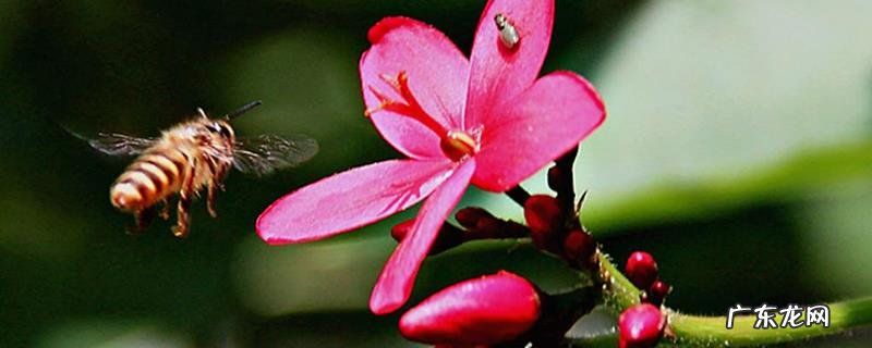 怎样进行箱外观察蜂群状态，工蜂的不同行为有什么含义