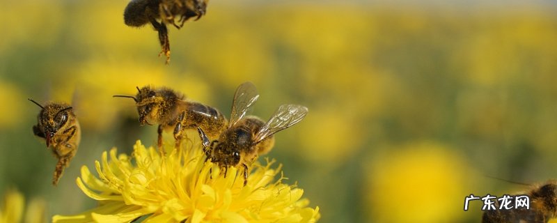 野蜜蜂是怎样过冬的,附越冬过程