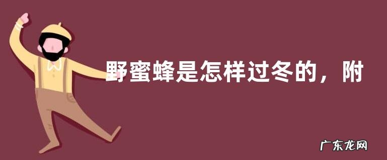 野蜜蜂是怎样过冬的,附越冬过程