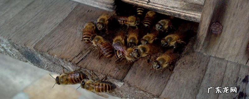 如何制止盗蜂最有效,如何转移被盗群