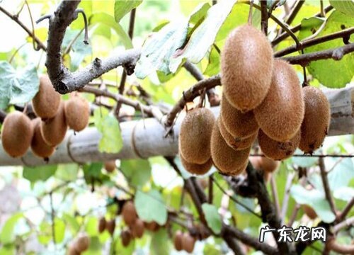 猕猴桃树零下15度会冻死吗 猕猴桃零下几度会冻坏