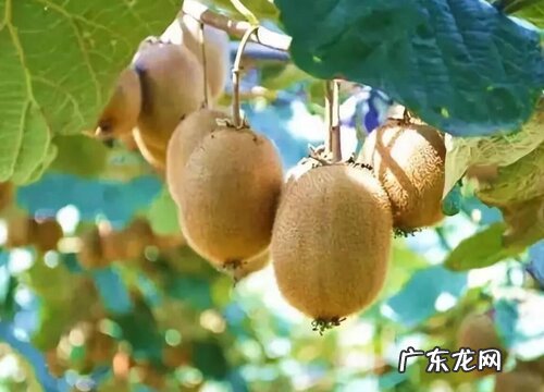 猕猴桃树零下15度会冻死吗 猕猴桃零下几度会冻坏