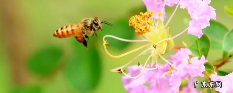 冬季蜂群管理要点有哪些,冬季管理的核心工作是保温防寒