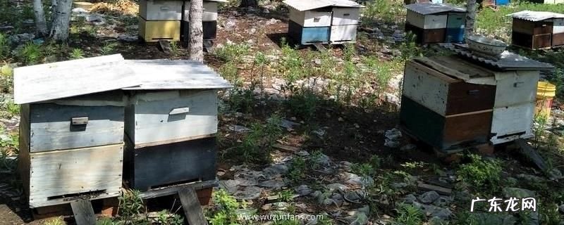 蜂箱由哪些部分组成的,巢框有什么作用