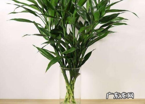 冬天干燥环境养的盆栽 适合北方干燥环境的室内植物盆栽