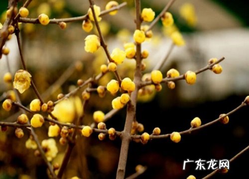 冬天干燥环境养的盆栽 适合北方干燥环境的室内植物盆栽