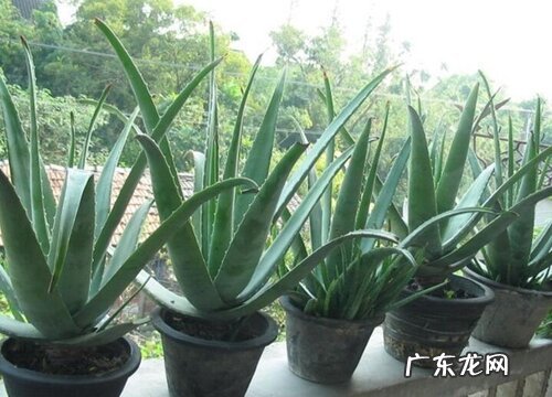 冬天干燥环境养的盆栽 适合北方干燥环境的室内植物盆栽
