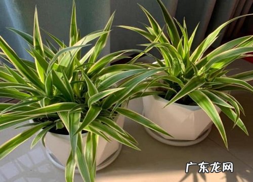 冬天干燥环境养的盆栽 适合北方干燥环境的室内植物盆栽