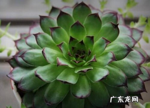 不怕晒不怕冻的多肉植物大全 热不死冻不死的多肉品种