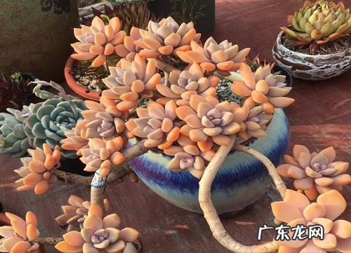 不怕晒不怕冻的多肉植物大全 热不死冻不死的多肉品种