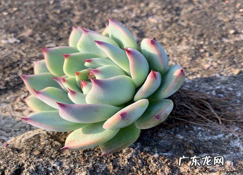 不怕晒不怕冻的多肉植物大全 热不死冻不死的多肉品种