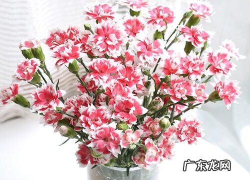 鲜花要拿掉花网再摘掉叶子吗 醒花要不要去掉叶子