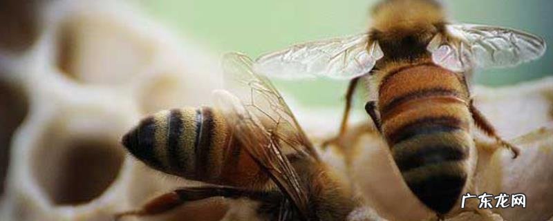 新手怎么才能养好蜜蜂,注意做好病害防治工作