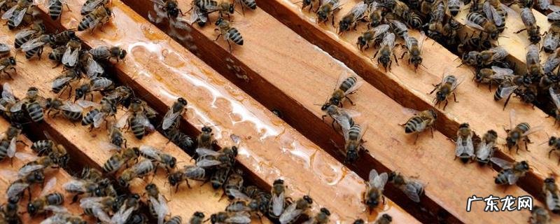 我国哪里的养蜂人最多,其他养蜂较多的地区还有哪里