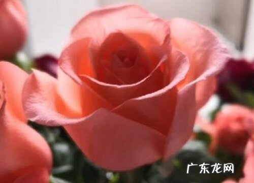 什么花的花语代表重逢 代表久别重逢的花