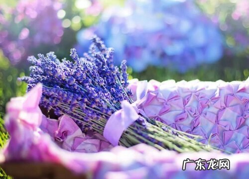 什么花的花语代表重逢 代表久别重逢的花