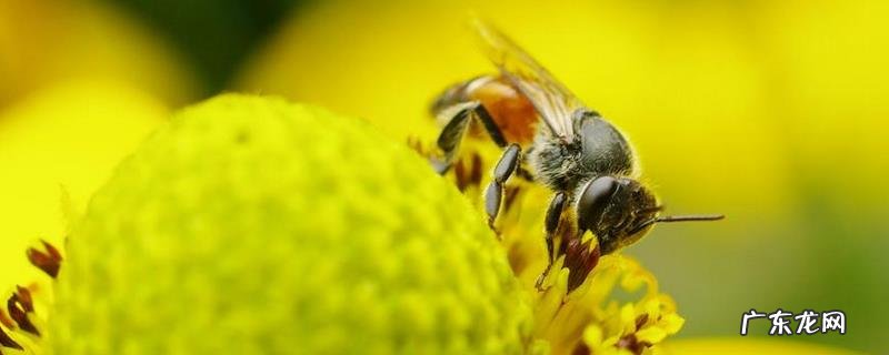 蜜蜂是怎么修筑蜂巢的,蜜蜂为什么要筑巢