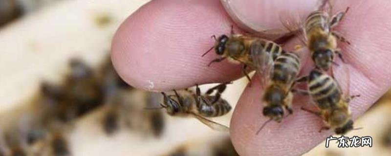 被蜜蜂蛰了怎么处理，蜜蜂蛰伤的民间偏方