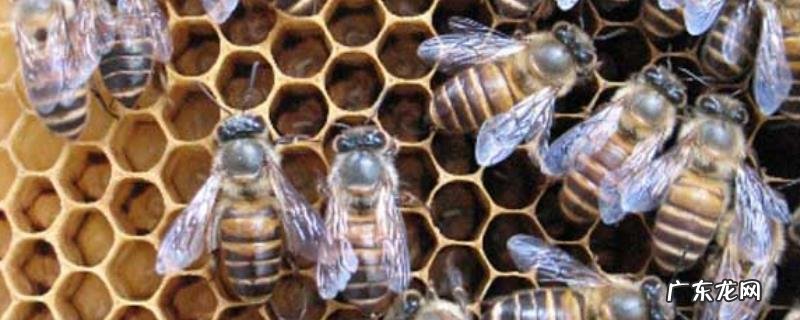 中蜂一年自然分蜂几次,中蜂自然分蜂会分几群