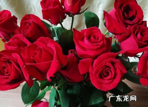 22支红、白玫瑰花语与含义 22朵玫瑰花代表什么意思