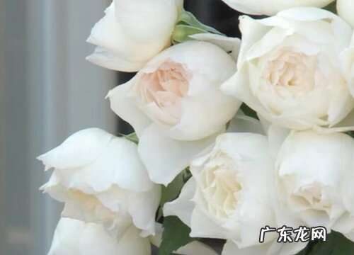 象征高贵圣洁的花有哪些 代表神圣的花