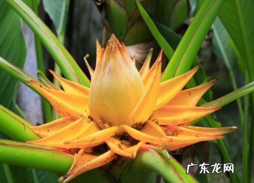 象征高贵圣洁的花有哪些 代表神圣的花