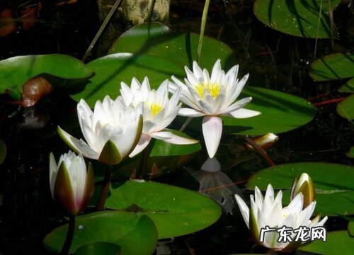 象征高贵圣洁的花有哪些 代表神圣的花