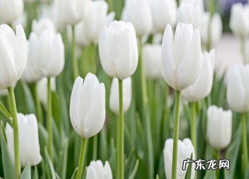 象征高贵圣洁的花有哪些 代表神圣的花