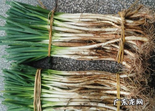冬天保存大葱时间最长的方法 大葱怎样储存过冬而不空心