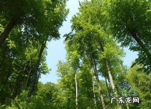 榉木的生长环境及生长地方条件