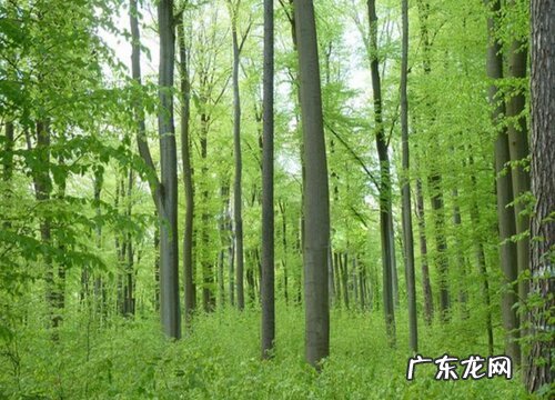 榉木的生长环境及生长地方条件