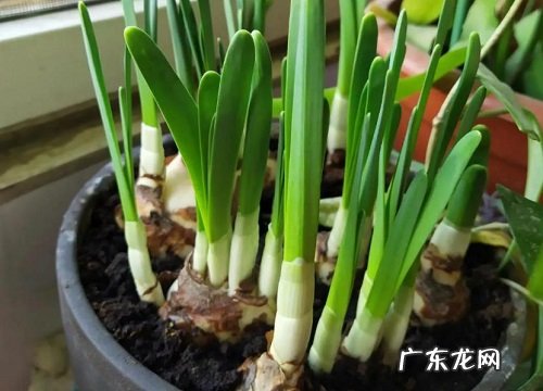 观察水仙花生长阶段的描写 水仙花生长过程图片记录