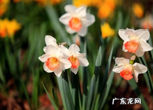 观察水仙花生长阶段的描写 水仙花生长过程图片记录