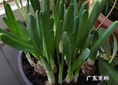 观察水仙花生长阶段的描写 水仙花生长过程图片记录