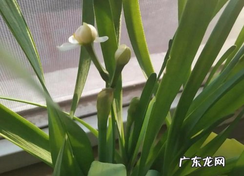 观察水仙花生长阶段的描写 水仙花生长过程图片记录