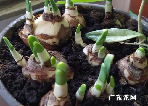 观察水仙花生长阶段的描写 水仙花生长过程图片记录