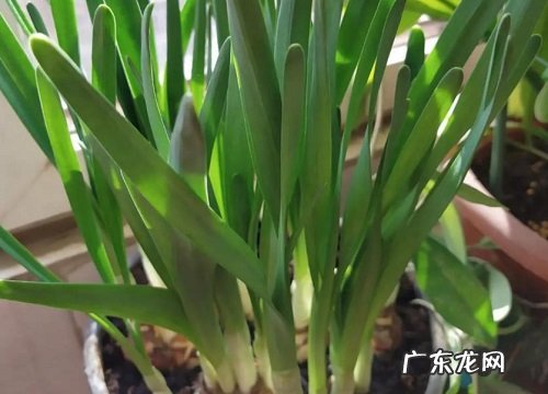 观察水仙花生长阶段的描写 水仙花生长过程图片记录