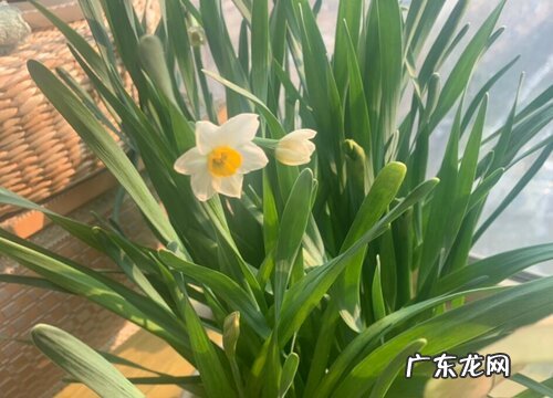 观察水仙花生长阶段的描写 水仙花生长过程图片记录