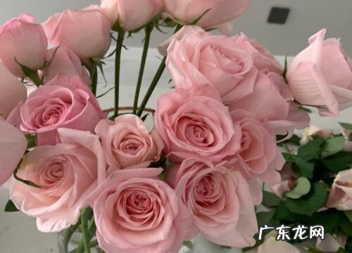 红色、粉色各代表什么含义 19朵玫瑰花代表什么意思