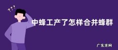 中蜂工产了怎样合并蜂群，附步骤