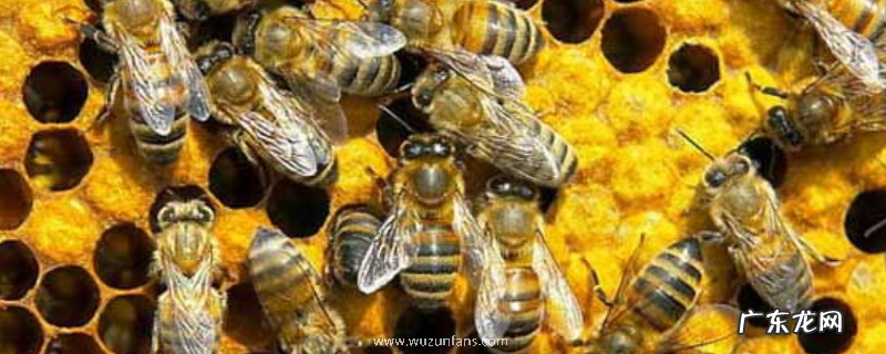 怎样从箱外观察蜜蜂失王表现,主要表现为以下几点