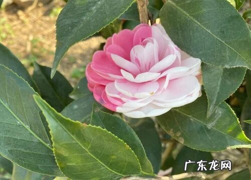 茶花盆栽冬季多少度能过冬 山茶花耐寒最低温度是多少