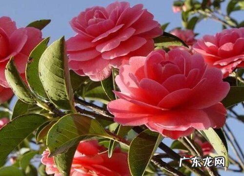 茶花盆栽冬季多少度能过冬 山茶花耐寒最低温度是多少