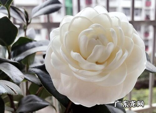 茶花盆栽冬季多少度能过冬 山茶花耐寒最低温度是多少