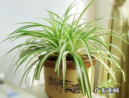 吊兰浇水时间和正确方法