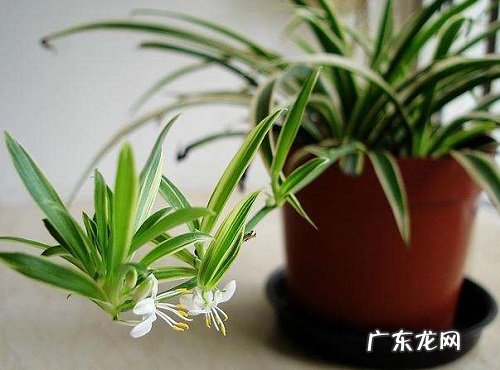 吊兰浇水时间和正确方法