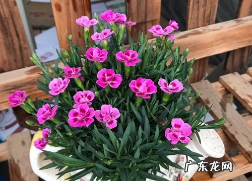 冬季在室外过冬会冻死吗 石竹耐寒最低温度要求是几度