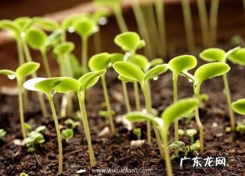 阳台种植菠菜的时间和方法